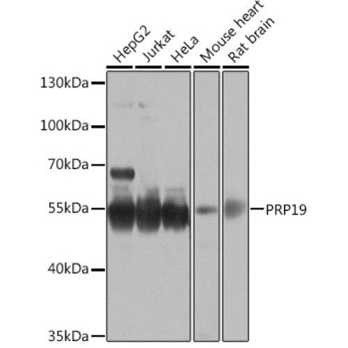 PRP19 Rabbit pAb
