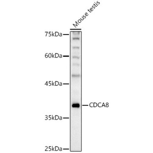 CDCA8 Rabbit pAb