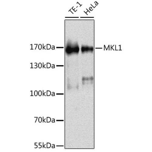 MKL1 Rabbit pAb
