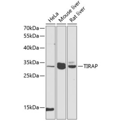 TIRAP Rabbit pAb