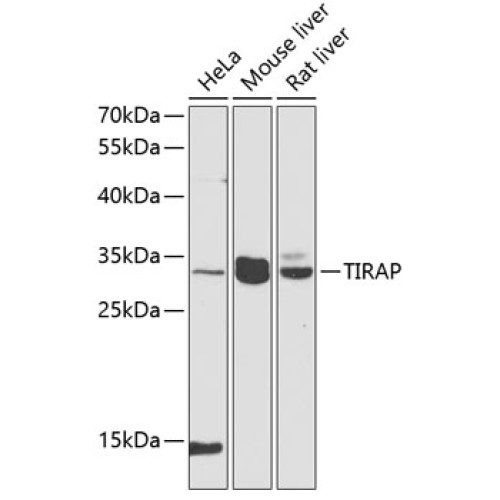 TIRAP Rabbit pAb