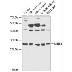 MTIF3 Rabbit pAb