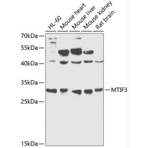 MTIF3 Rabbit pAb