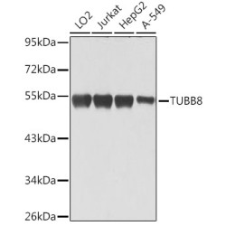 TUBB8 Rabbit pAb