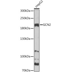 GCN2 Rabbit pAb