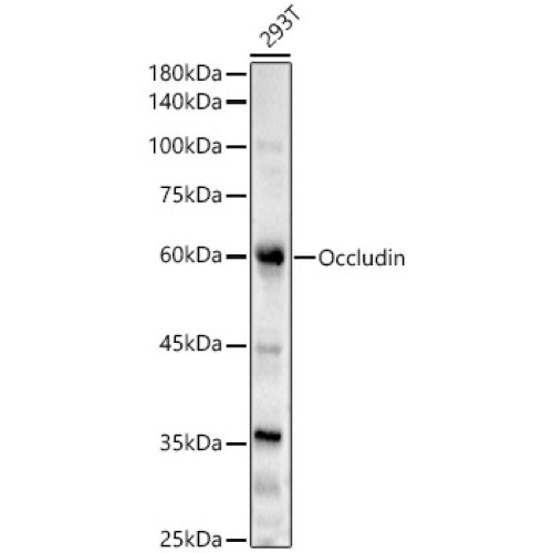 Occludin Rabbit pAb