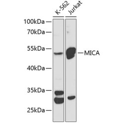 MICA Rabbit pAb