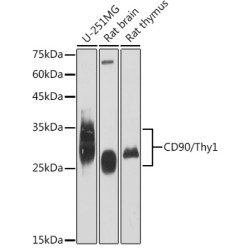 CD90/Thy1 Rabbit mAb