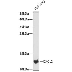 CXCL2 Rabbit pAb