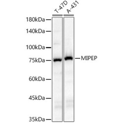 MIPEP Rabbit pAb