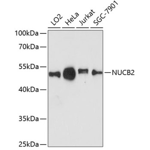 NUCB2 Rabbit pAb