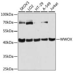 WWOX Rabbit pAb