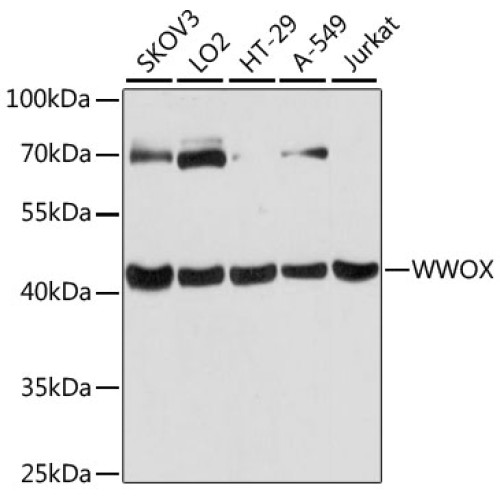 WWOX Rabbit pAb