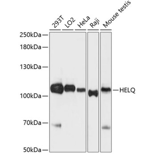HEL308 Rabbit pAb