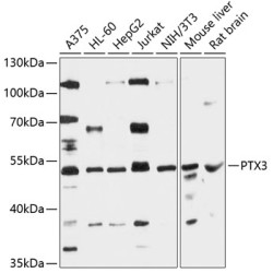 PTX3 Rabbit pAb