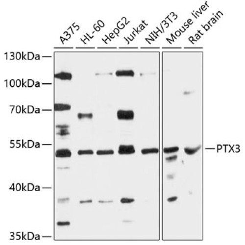 PTX3 Rabbit pAb