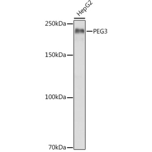 PEG3 Rabbit pAb