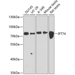IFT74 Rabbit pAb