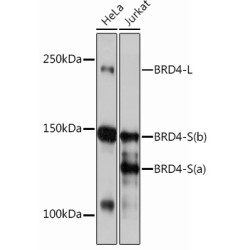 BRD4 Rabbit mAb