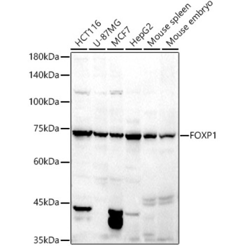 FOXP1 Rabbit pAb