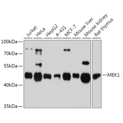 [KO Validated] MEK1 Rabbit pAb