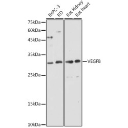 VEGFB Rabbit pAb