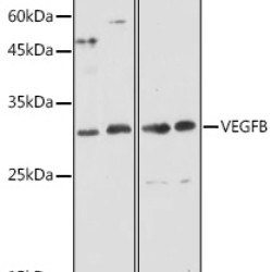 VEGFB Rabbit pAb
