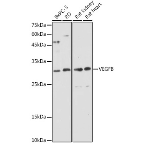 VEGFB Rabbit pAb