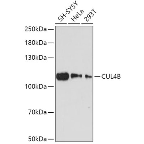 CUL4B Rabbit pAb