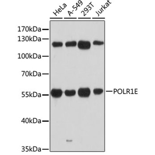 POLR1E Rabbit pAb