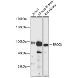 ERCC3 Rabbit pAb