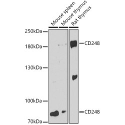 CD248 Rabbit pAb
