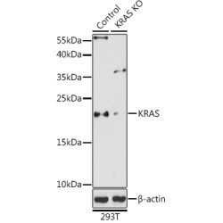 [KO Validated] KRAS Rabbit pAb