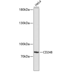 CD248 Rabbit pAb