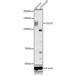 [KO Validated] CD133 Rabbit pAb