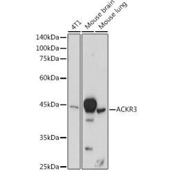 ACKR3 Rabbit pAb