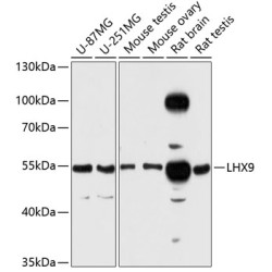 LHX9 Rabbit pAb