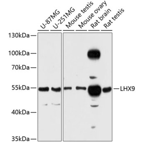 LHX9 Rabbit pAb