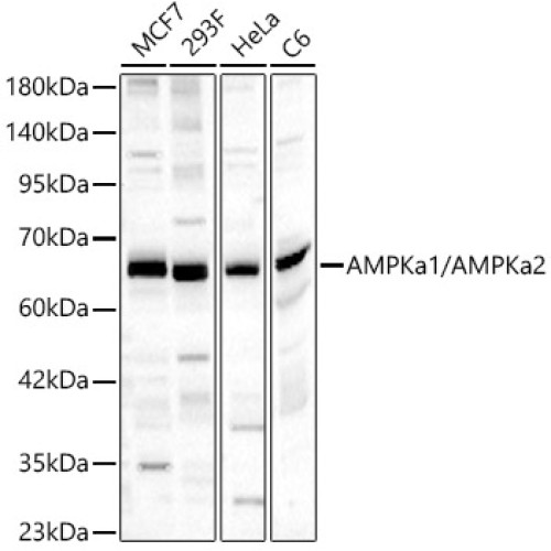 AMPKa1/AMPKa2 Rabbit pAb