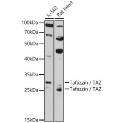 Tafazzin / TAZ Rabbit pAb