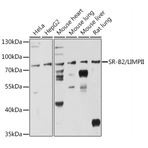 SR-B2/LIMPII Rabbit pAb