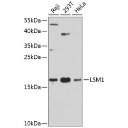 LSM1 Rabbit pAb