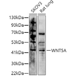 WNT5A Rabbit pAb