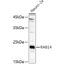 RAB14 Rabbit pAb