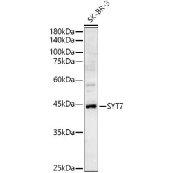 SYT7 Rabbit pAb