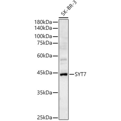 SYT7 Rabbit pAb