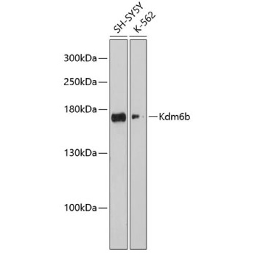 Kdm6b Rabbit pAb