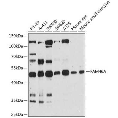 FAM46A Rabbit pAb