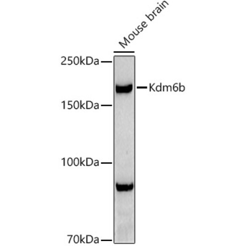 Kdm6b Rabbit pAb