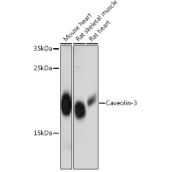 Caveolin-3  Rabbit pAb